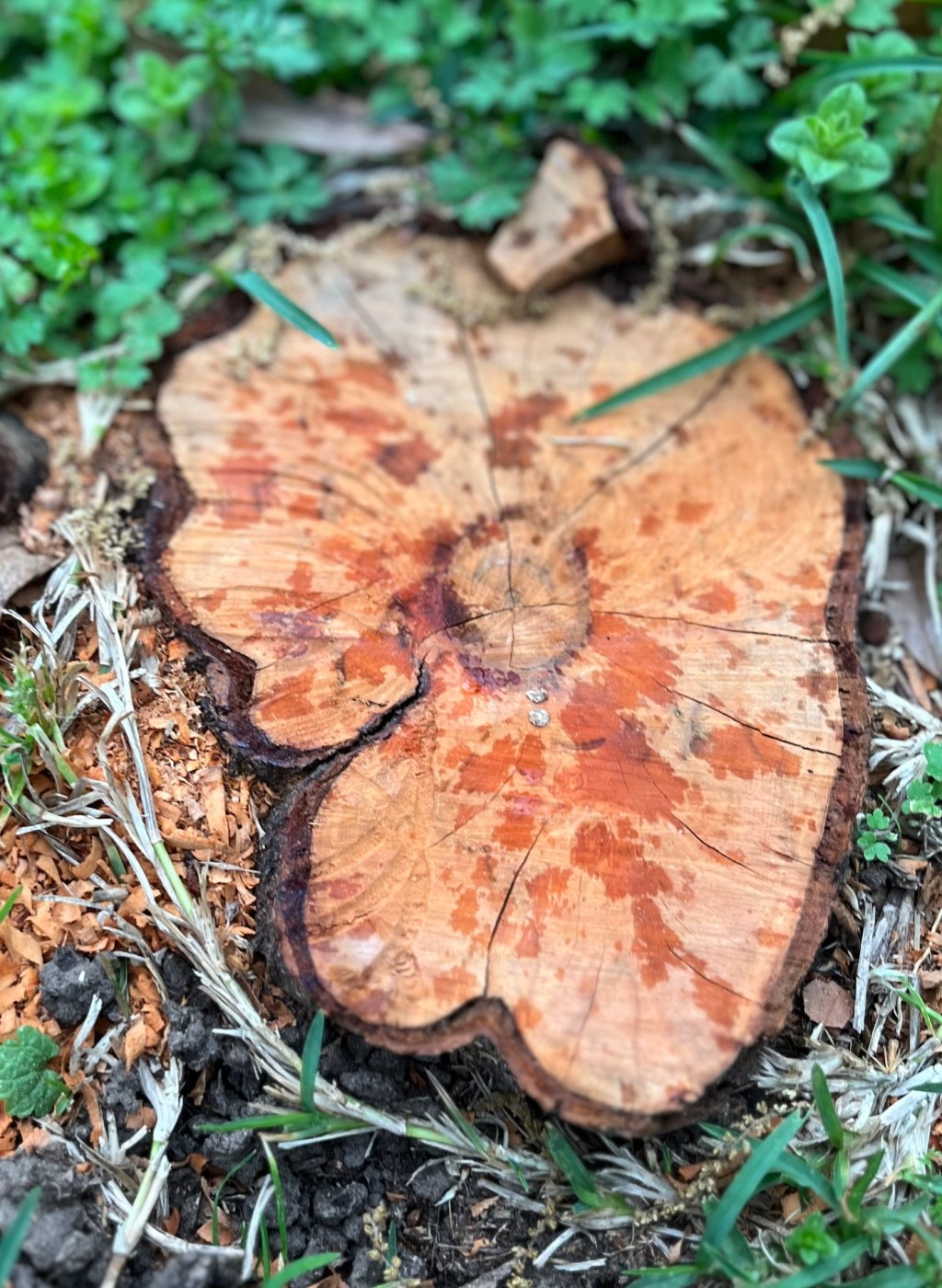 A Life Cut Short by Elizabeth Miller